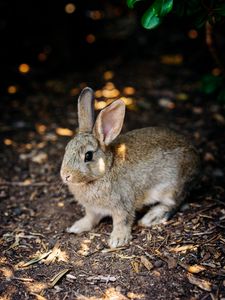 Preview wallpaper rabbit, cute, hare, animal