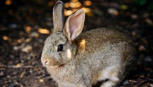 Preview wallpaper rabbit, cute, hare, animal