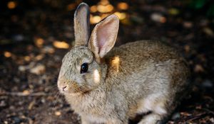 Preview wallpaper rabbit, cute, hare, animal