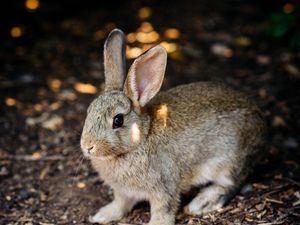 Preview wallpaper rabbit, cute, hare, animal