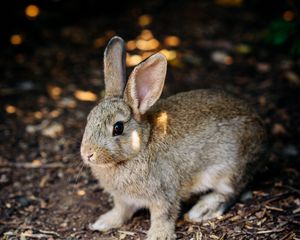 Preview wallpaper rabbit, cute, hare, animal