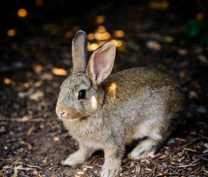 Preview wallpaper rabbit, cute, hare, animal