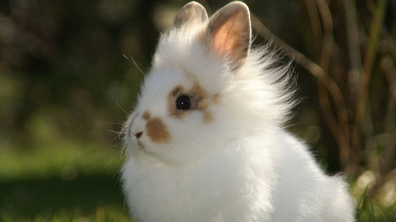 Wallpaper rabbit, decorative, mottled, fluffy