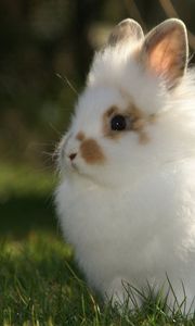 Preview wallpaper rabbit, decorative, mottled, fluffy