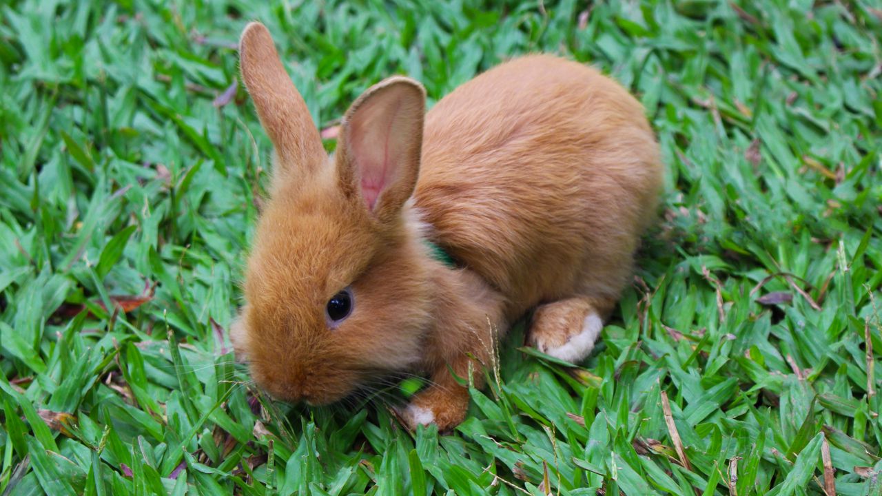 Wallpaper rabbit, decorative, small