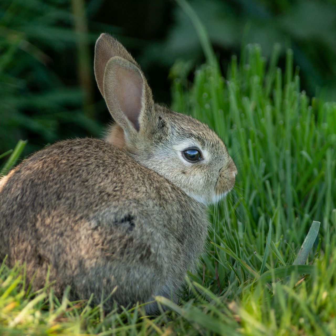 1280x1280 Wallpaper rabbit, ears, animal, grass, cute