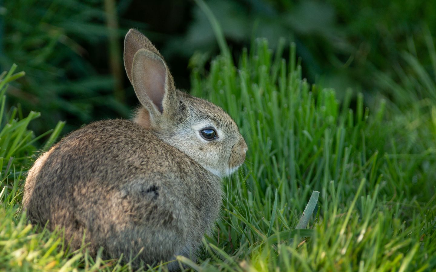1440x900 Wallpaper rabbit, ears, animal, grass, cute