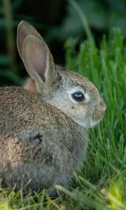 Preview wallpaper rabbit, ears, animal, grass, cute