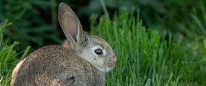 Preview wallpaper rabbit, ears, animal, grass, cute