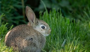 Preview wallpaper rabbit, ears, animal, grass, cute