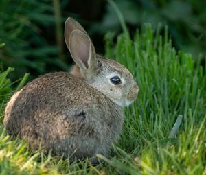 Preview wallpaper rabbit, ears, animal, grass, cute