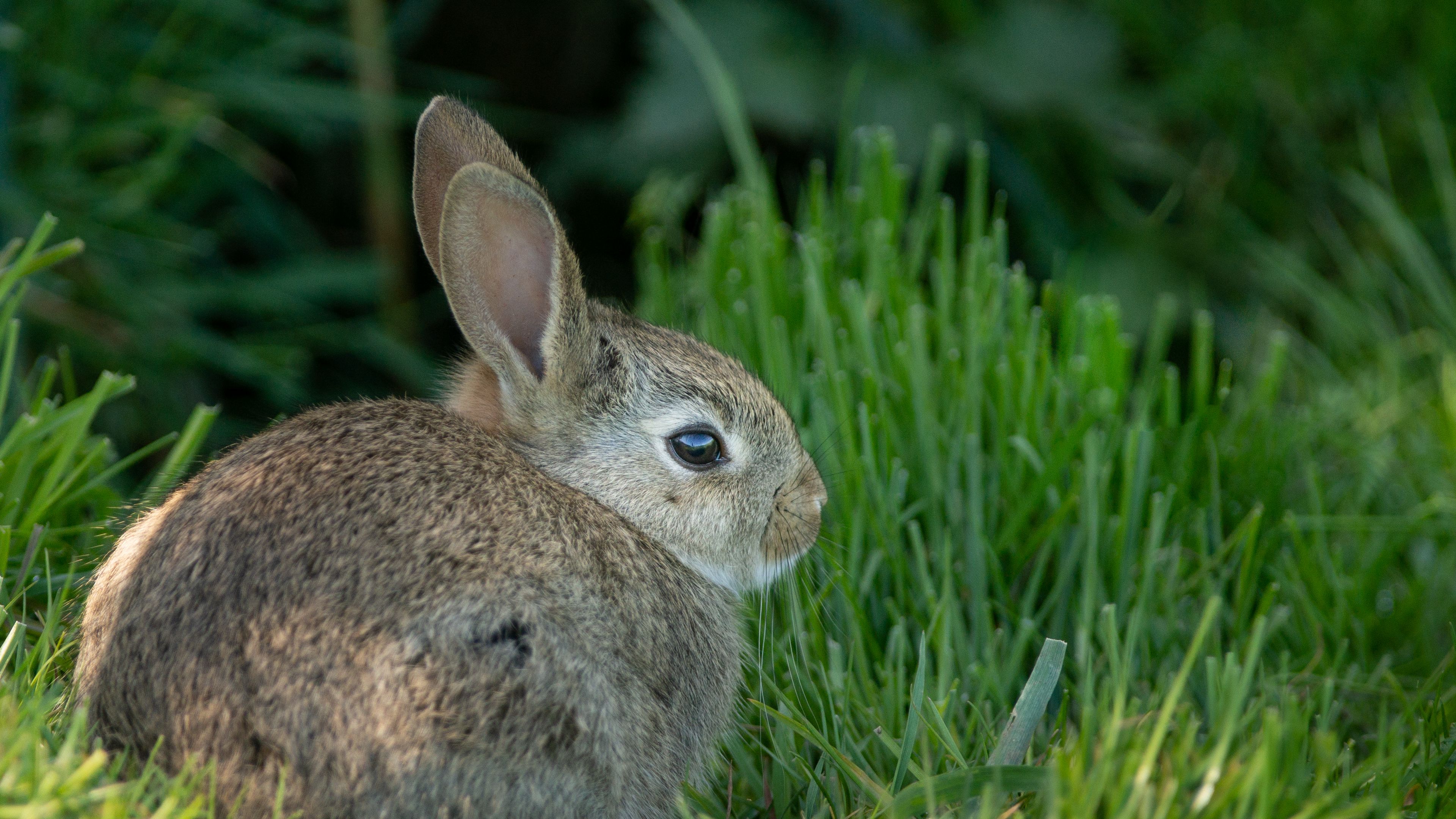 Download wallpaper 3840x2160 rabbit, ears, animal, grass, cute 4k uhd ...