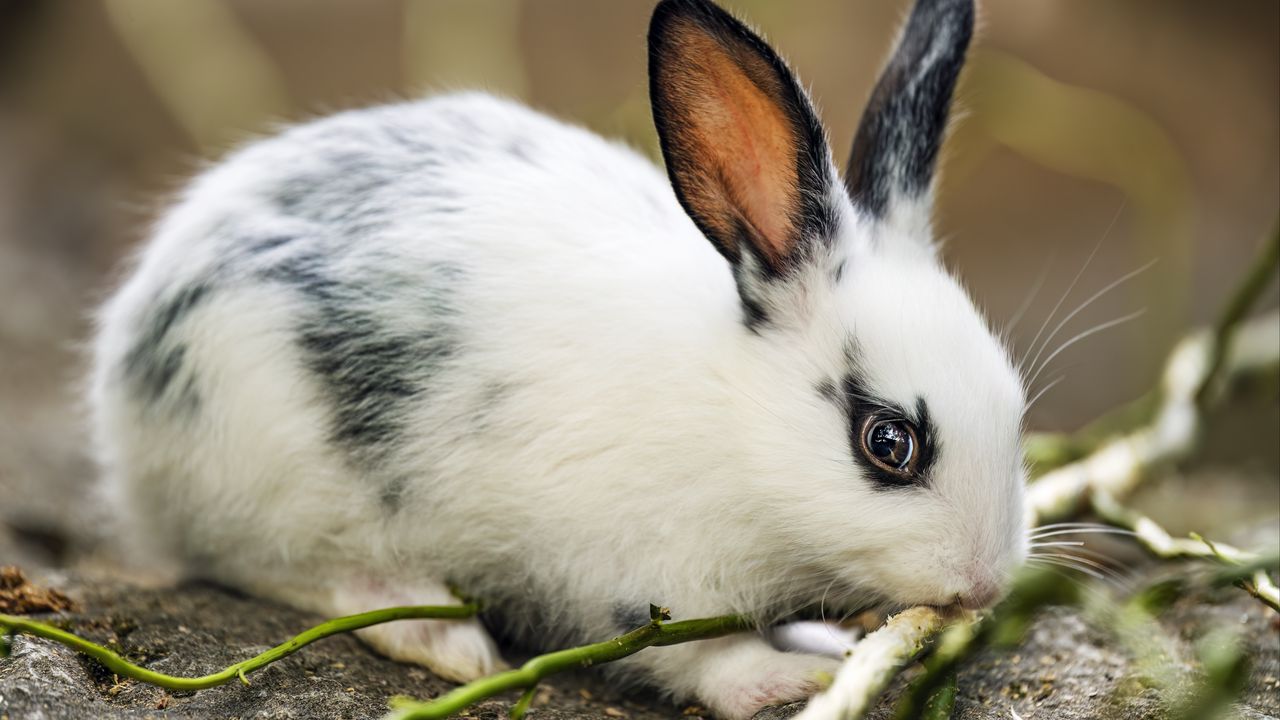 Wallpaper rabbit, ears, branches, wool, animal, blur