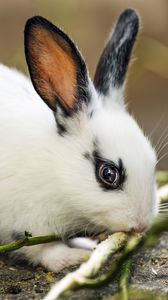 Preview wallpaper rabbit, ears, branches, wool, animal, blur