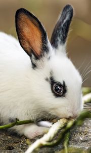 Preview wallpaper rabbit, ears, branches, wool, animal, blur