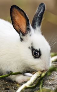 Preview wallpaper rabbit, ears, branches, wool, animal, blur