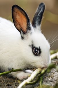 Preview wallpaper rabbit, ears, branches, wool, animal, blur
