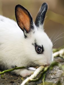Preview wallpaper rabbit, ears, branches, wool, animal, blur