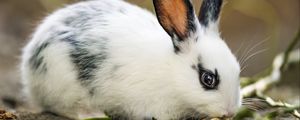 Preview wallpaper rabbit, ears, branches, wool, animal, blur