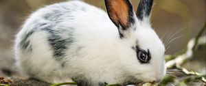 Preview wallpaper rabbit, ears, branches, wool, animal, blur