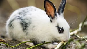 Preview wallpaper rabbit, ears, branches, wool, animal, blur