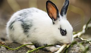Preview wallpaper rabbit, ears, branches, wool, animal, blur