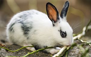 Preview wallpaper rabbit, ears, branches, wool, animal, blur