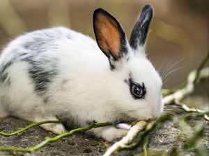 Preview wallpaper rabbit, ears, branches, wool, animal, blur