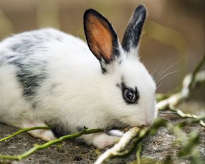 Preview wallpaper rabbit, ears, branches, wool, animal, blur