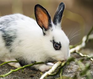 Preview wallpaper rabbit, ears, branches, wool, animal, blur