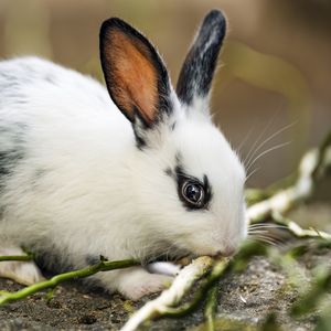 Preview wallpaper rabbit, ears, branches, wool, animal, blur