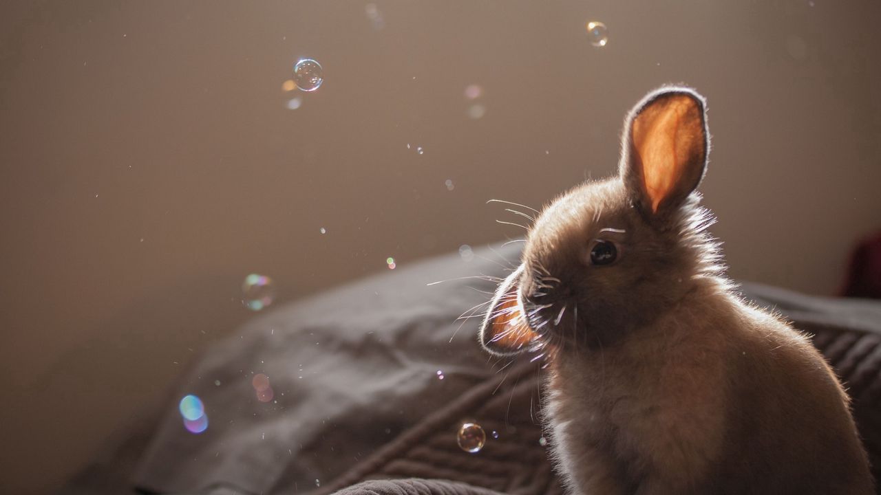 Wallpaper rabbit, ears, bubbles