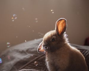 Preview wallpaper rabbit, ears, bubbles