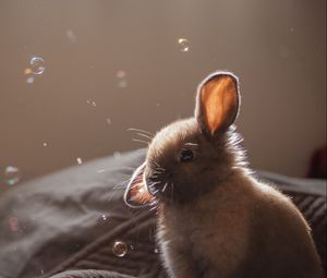 Preview wallpaper rabbit, ears, bubbles