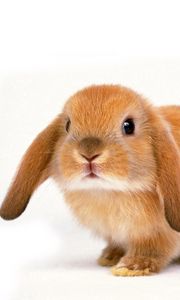 Preview wallpaper rabbit, ears, charming, little