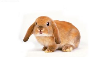 Preview wallpaper rabbit, ears, charming, little