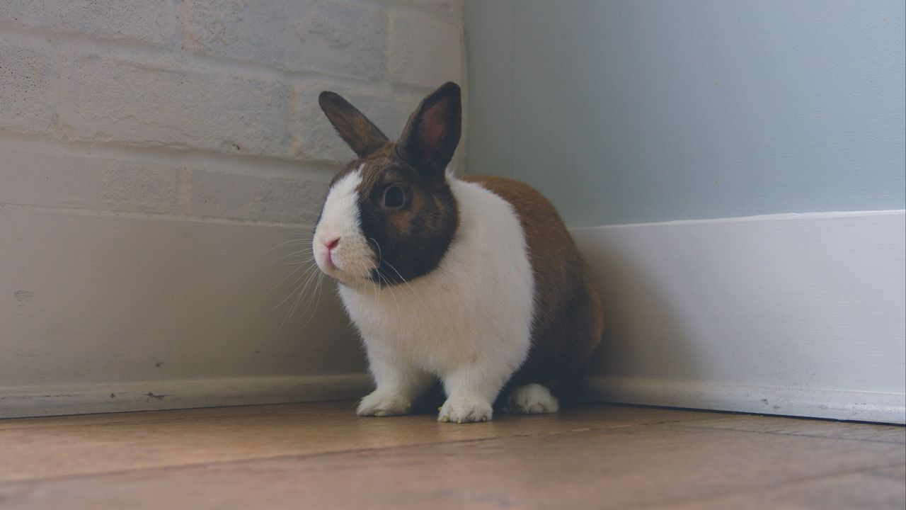 Wallpaper rabbit, ears, cute