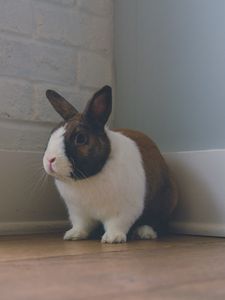 Preview wallpaper rabbit, ears, cute