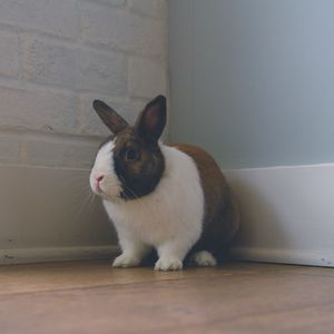 Preview wallpaper rabbit, ears, cute