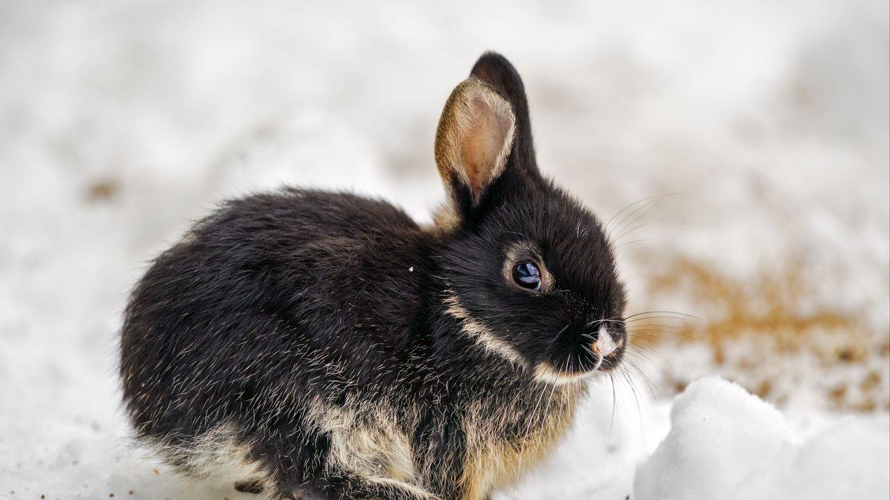 Wallpaper rabbit, ears, cute, snow