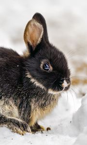 Preview wallpaper rabbit, ears, cute, snow