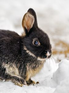 Preview wallpaper rabbit, ears, cute, snow