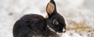 Preview wallpaper rabbit, ears, cute, snow