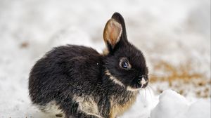 Preview wallpaper rabbit, ears, cute, snow