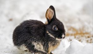 Preview wallpaper rabbit, ears, cute, snow