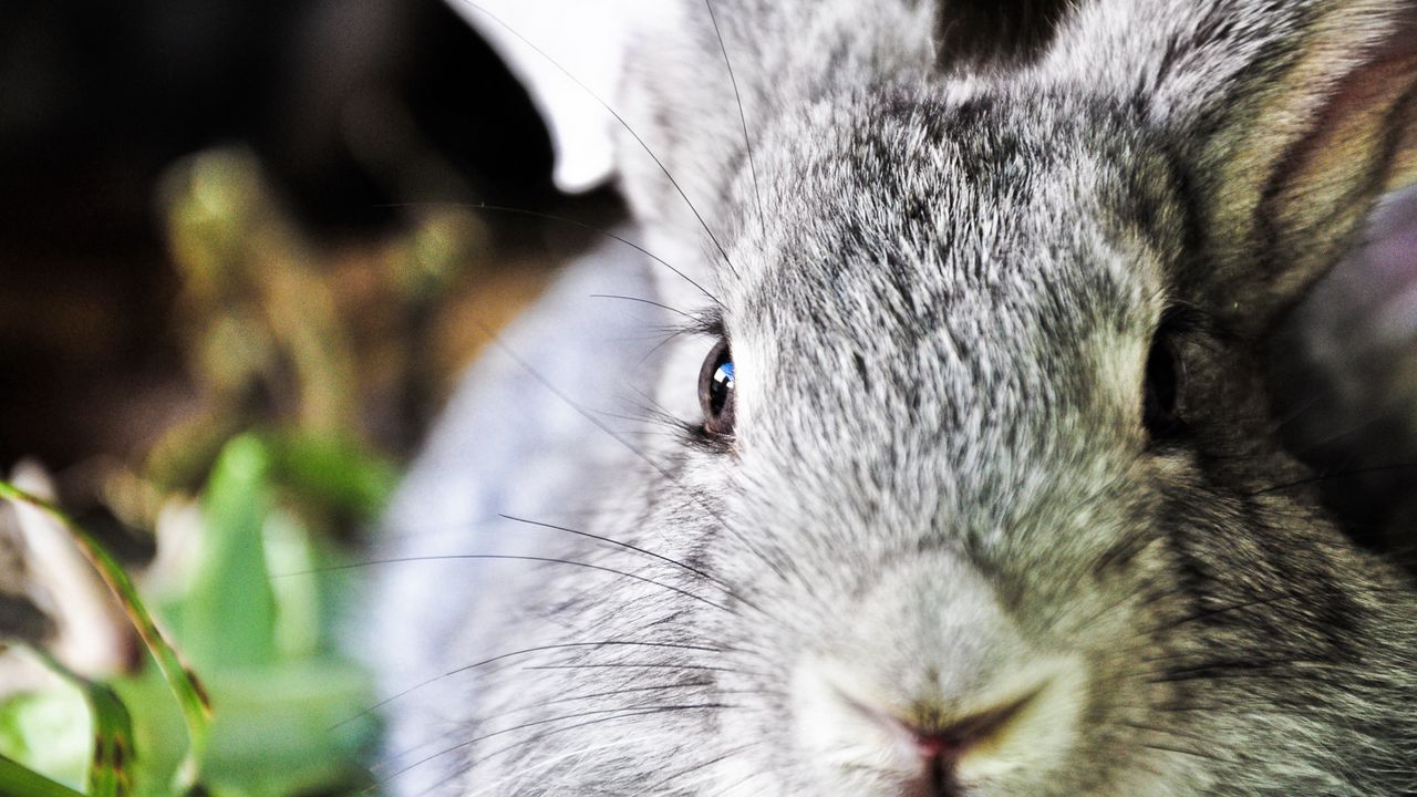 Wallpaper rabbit, ears, face, nose