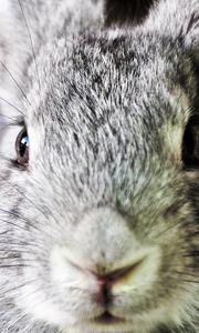 Preview wallpaper rabbit, ears, face, nose