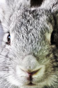 Preview wallpaper rabbit, ears, face, nose