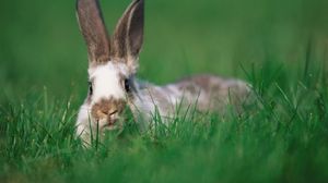 Preview wallpaper rabbit, ears, grass, hide and seek