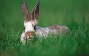 Preview wallpaper rabbit, ears, grass, hide and seek
